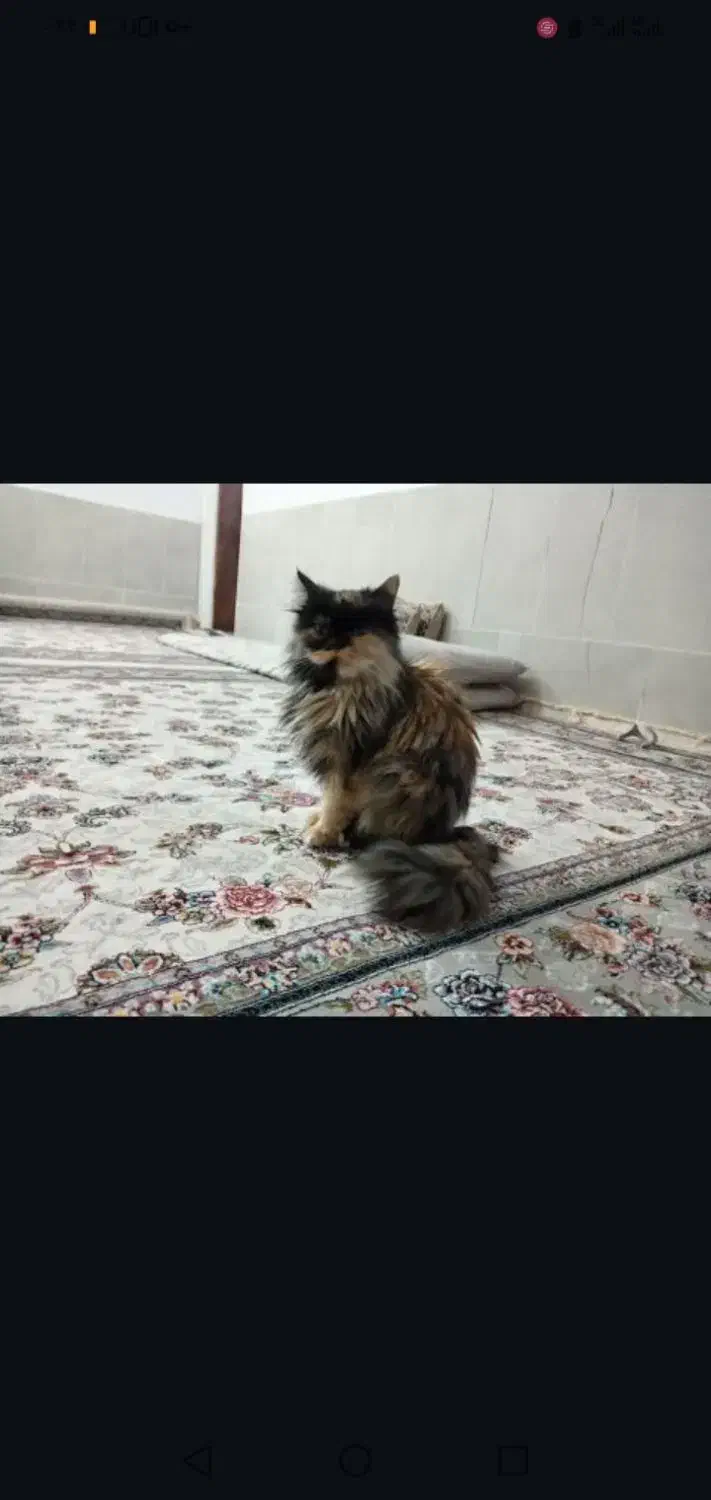 گربه|گربه|چناران, |دیوار