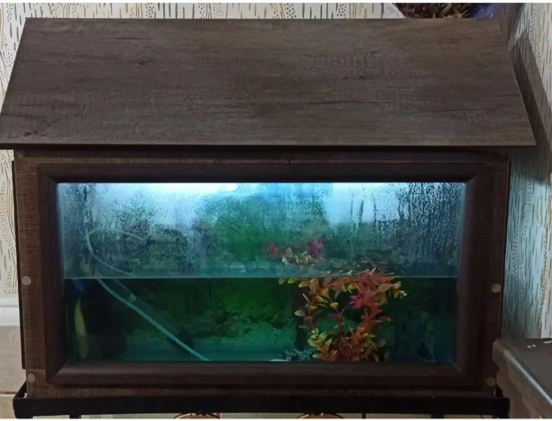 فروش آکواریوم|ماهی|یاسوج, |دیوار