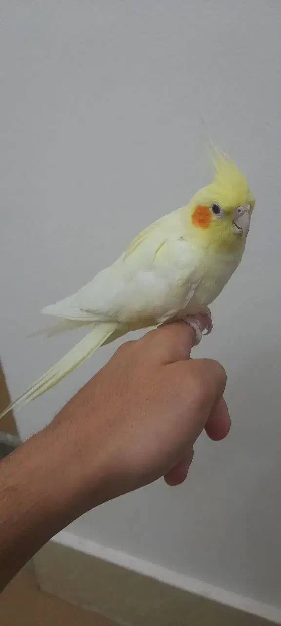 عروس هلندی لوتینو ماده دستی|پرنده|قم, پردیسان|دیوار