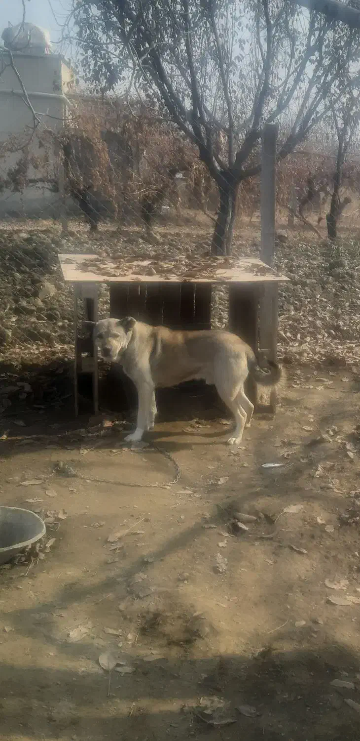 گرگی نگهبان وسرابی|سگ|نوشین شهر, |دیوار