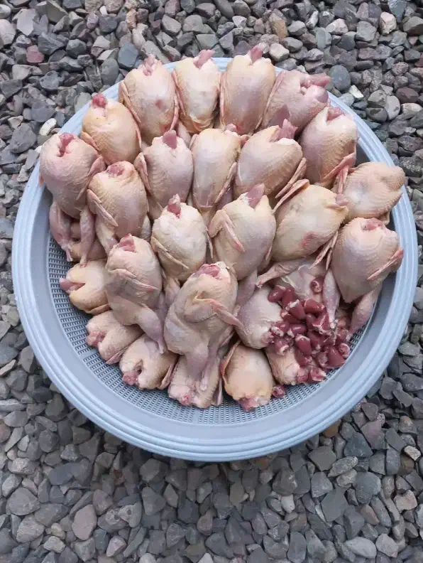 بلدرچین گوشتی|خوردنی و آشامیدنی|املش, |دیوار