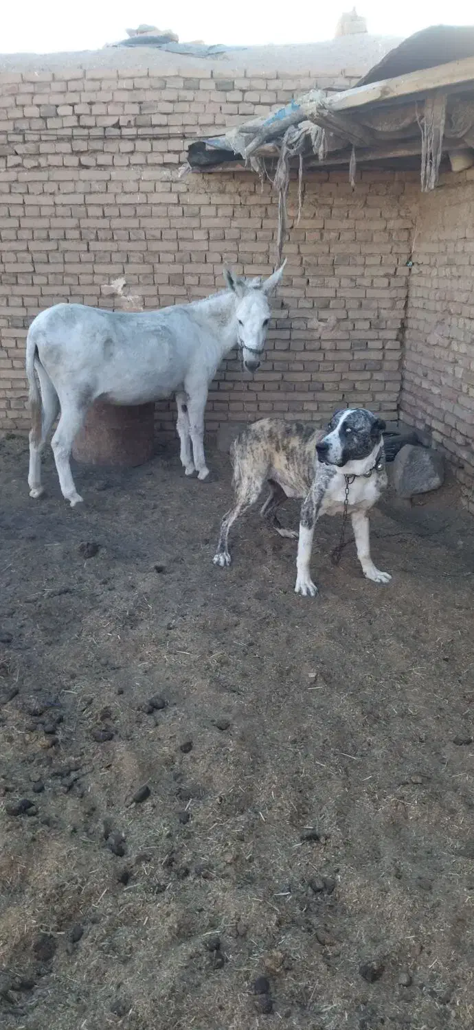 سگ والاغ|سگ|روداب, |دیوار