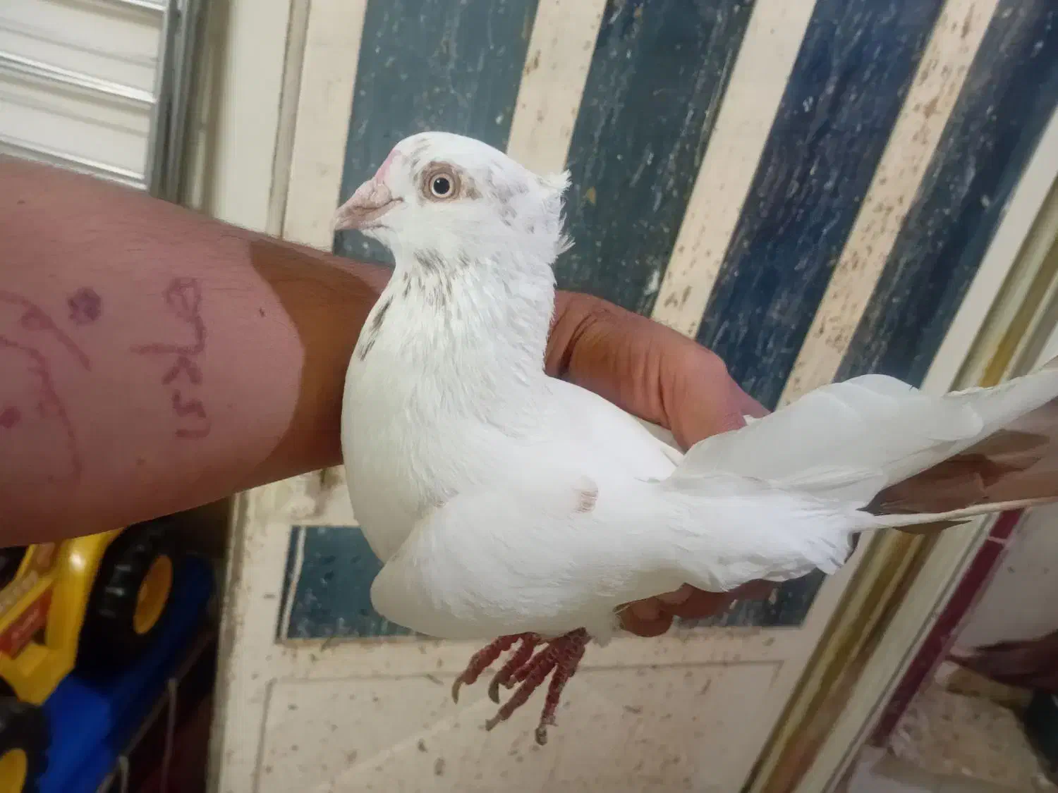 پرنده کبوتر|پرنده|بندر امام خمینی, |دیوار