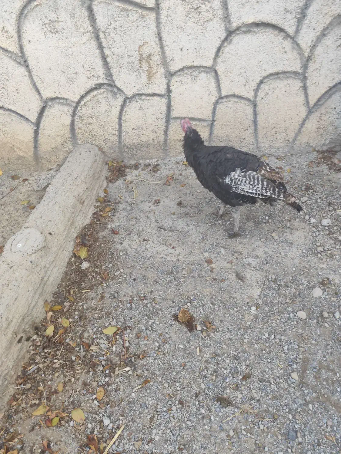 بوقلمون  ماده  روستایی|حیوانات مزرعه|صوفیان, |دیوار