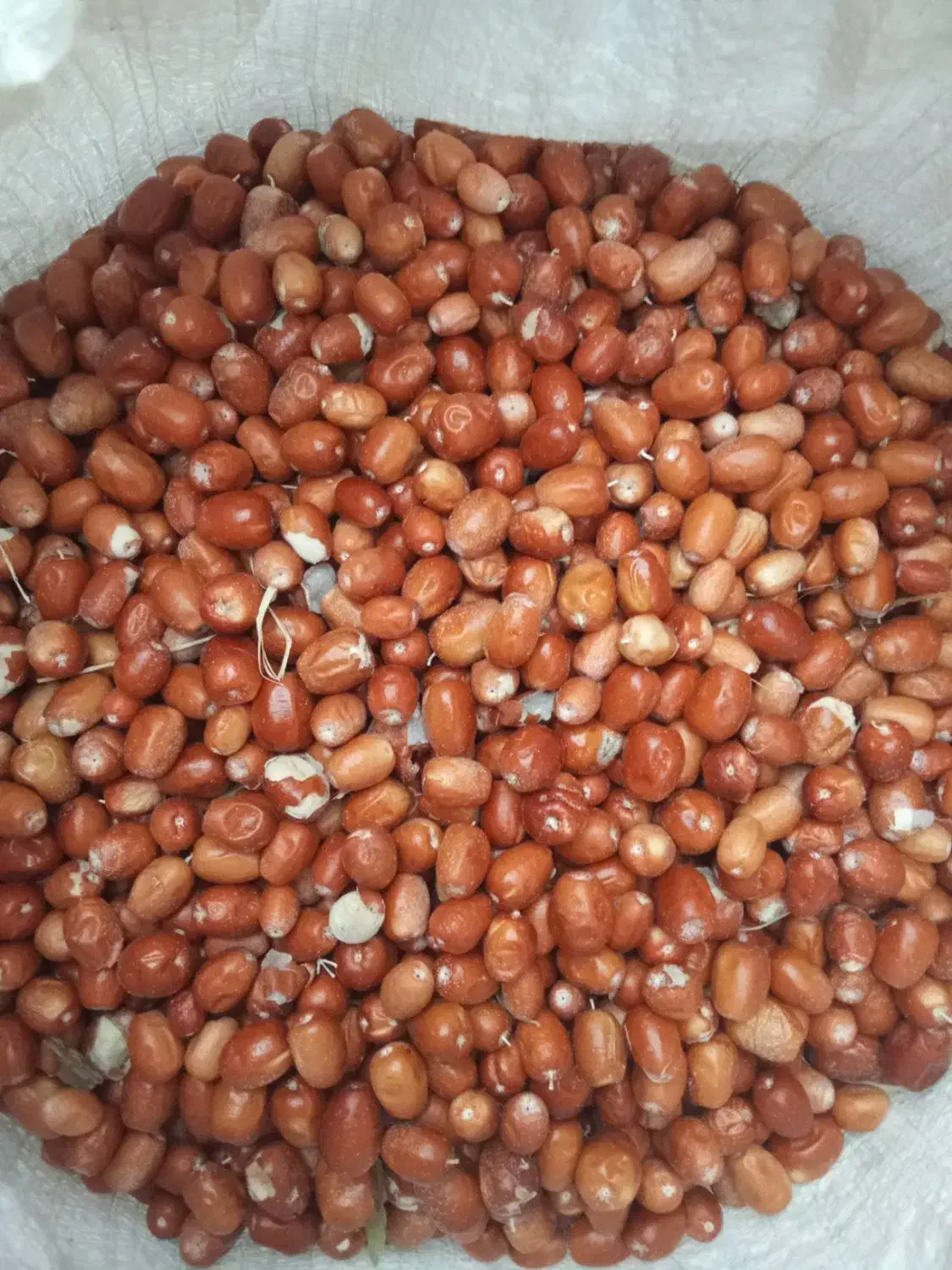 سنجد|خوردنی و آشامیدنی|سنندج, |دیوار