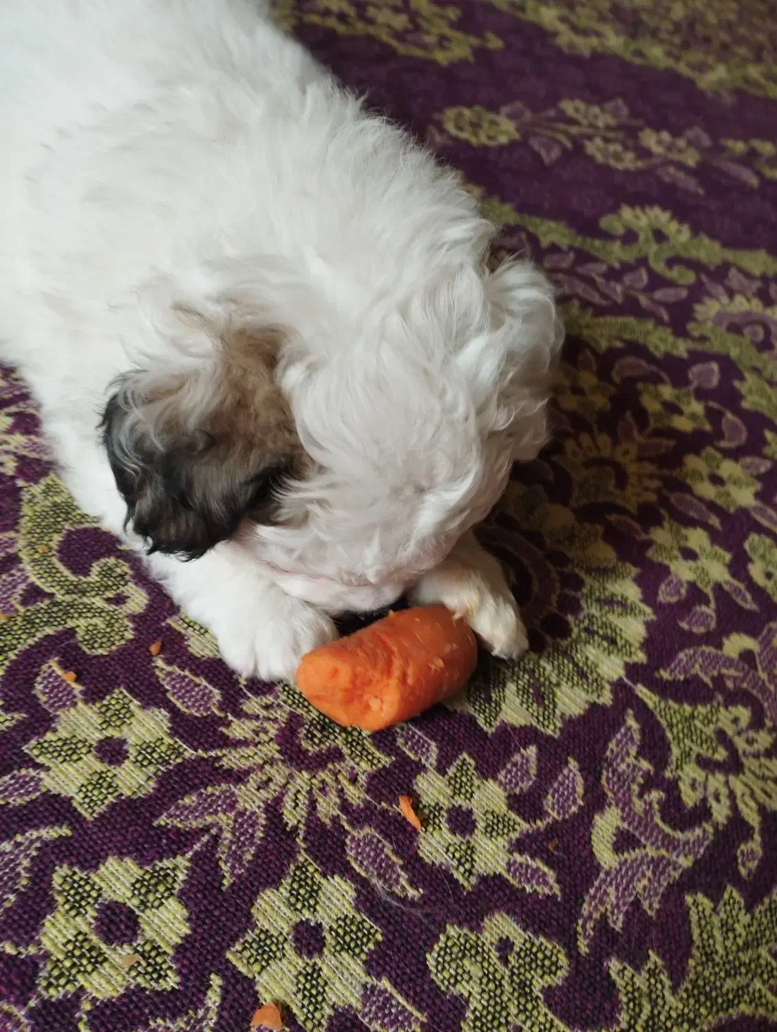 واگذاری سگ|سگ|کرمان, |دیوار