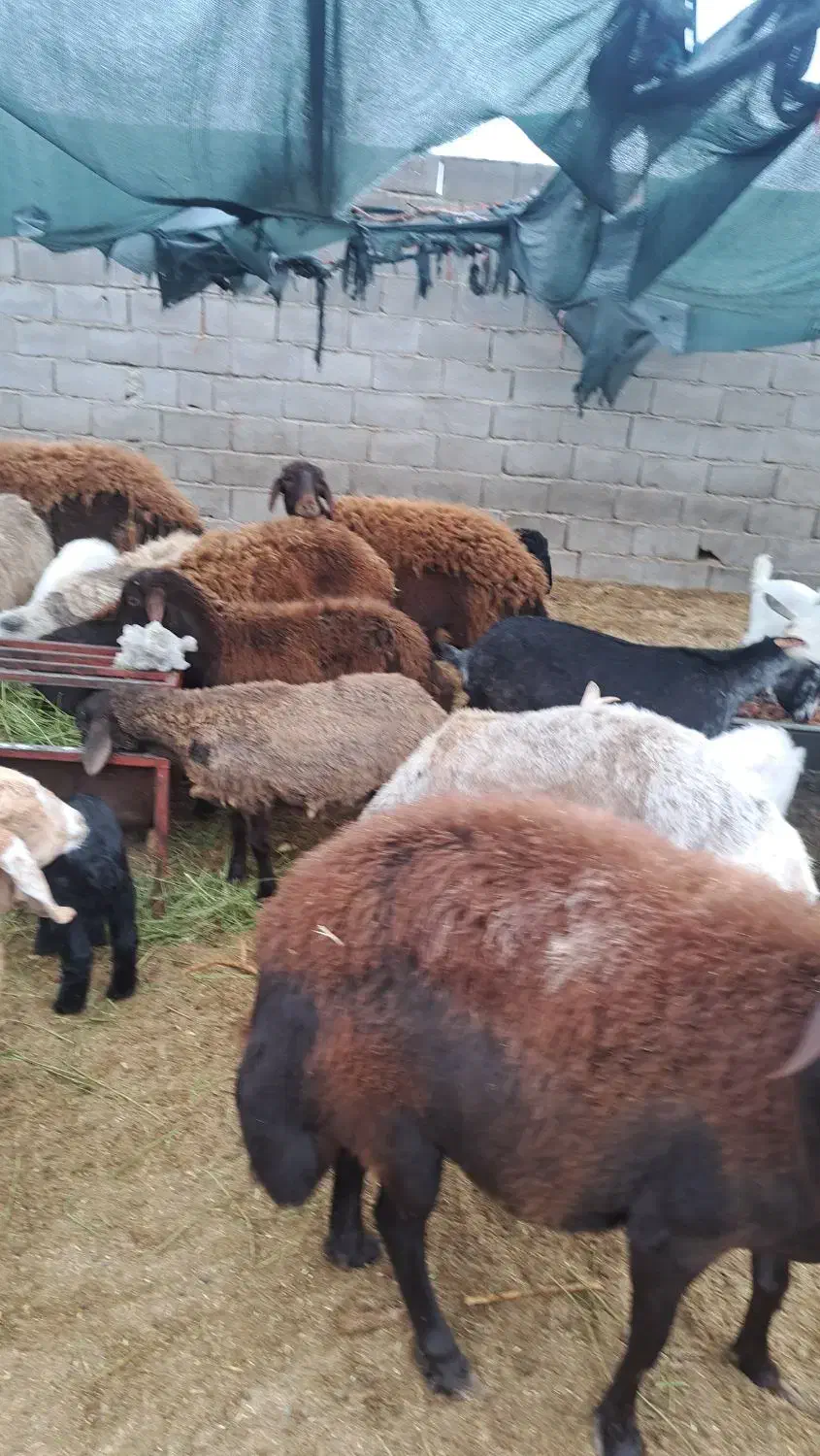 میش وبره بز|حیوانات مزرعه|مهریز, |دیوار