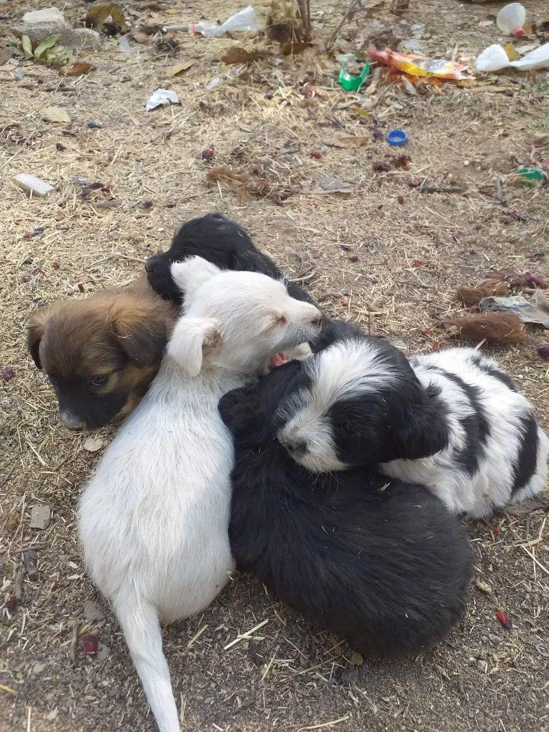 سگ پاکوتاه|سگ|تهران, شمشیری|دیوار