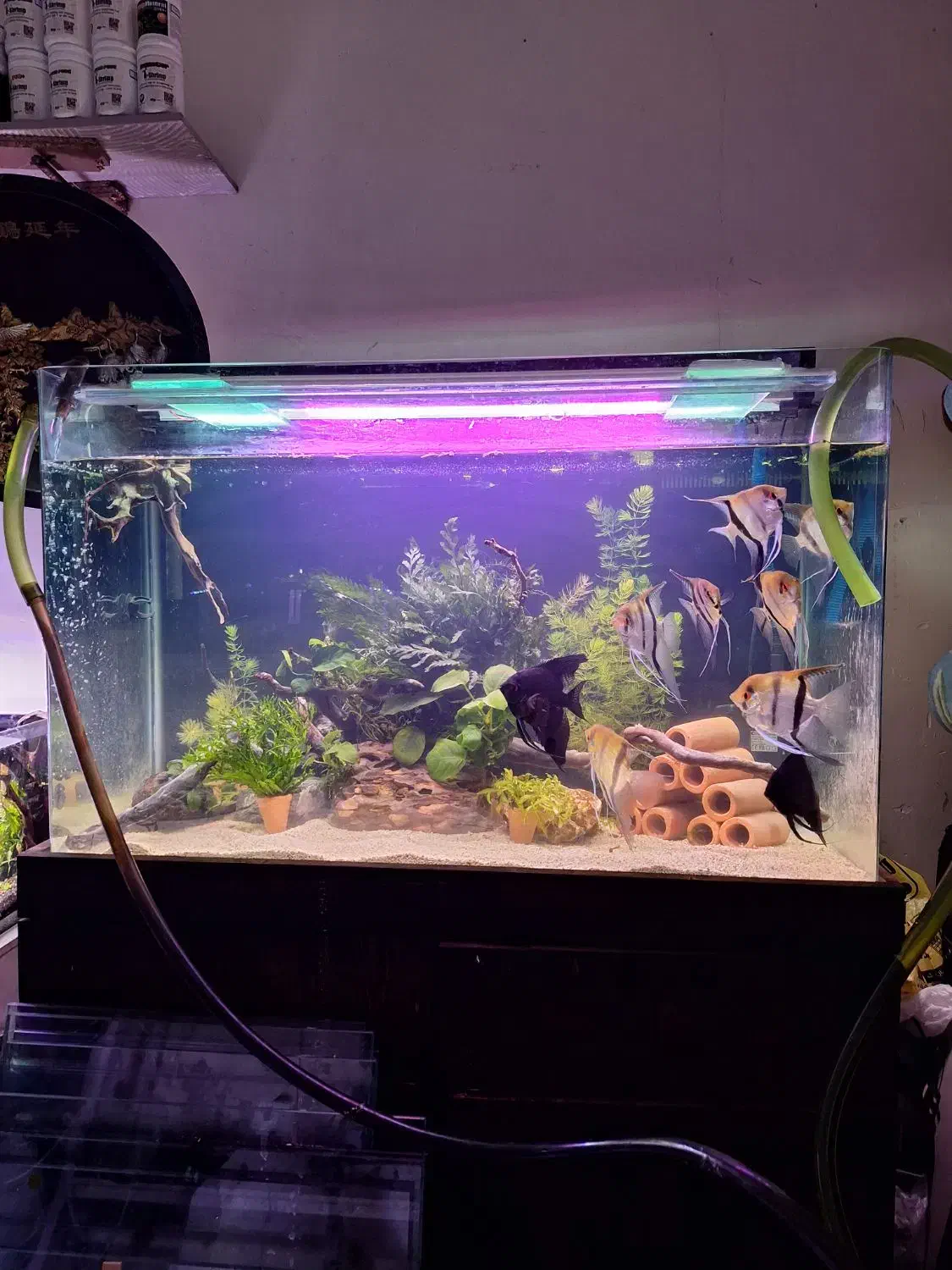 آکواریوم گیاهی با گیاهان بدون نیاز به بستر|ماهی|کرمان, |دیوار