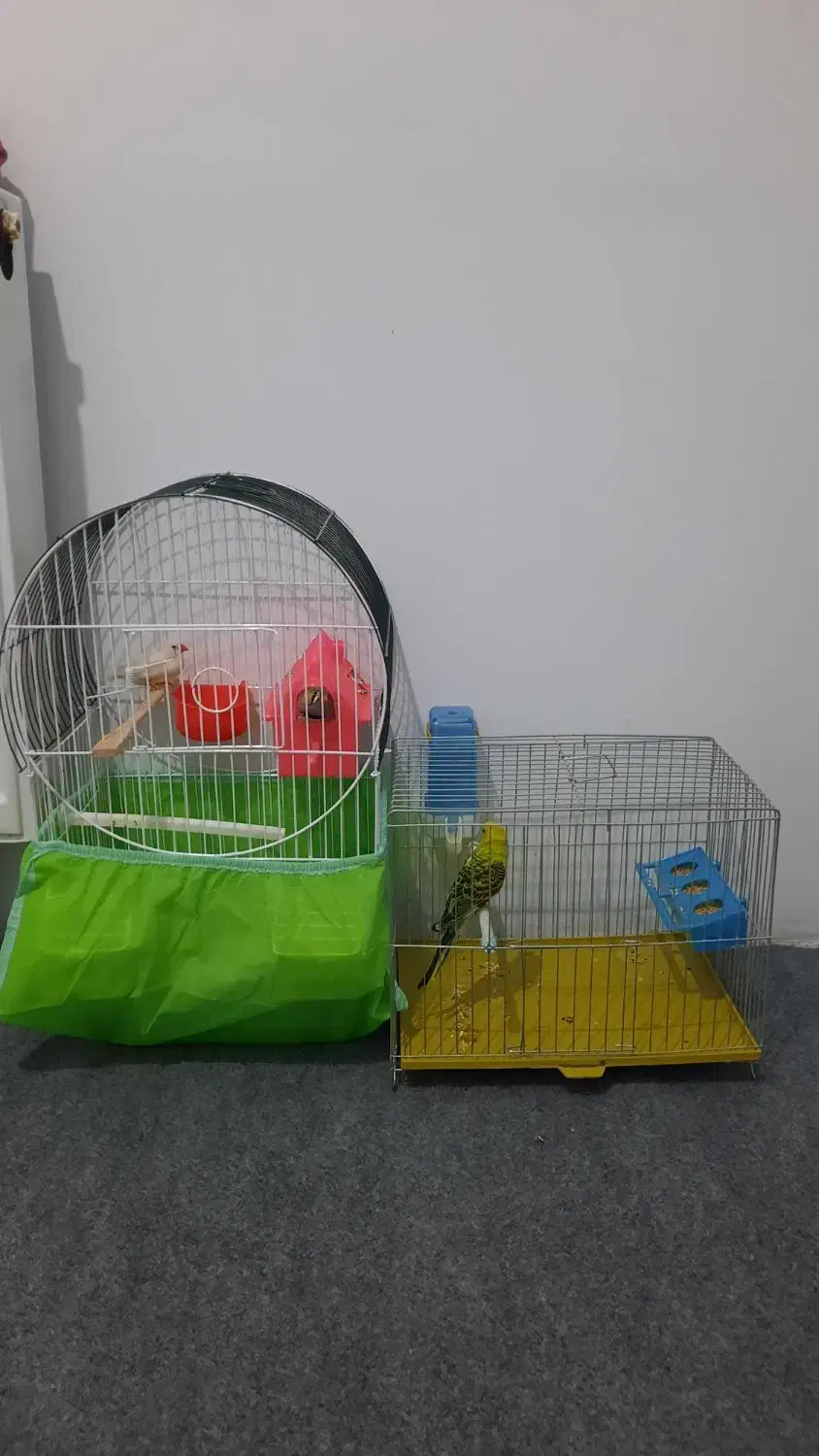 یک جفت فنچ مولدویک عددمرغ عشق نرباقفس|پرنده|ملارد, |دیوار