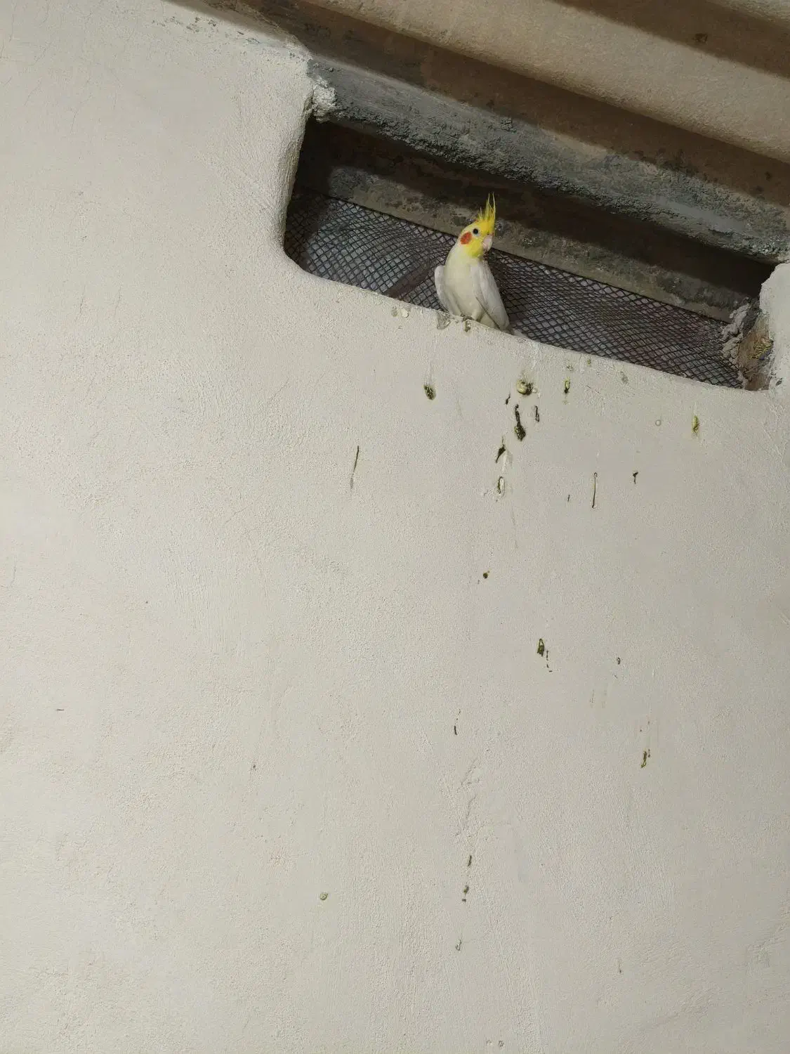 عروس هلندی کاملا سالم و خانگی|پرنده|مبارکه, |دیوار