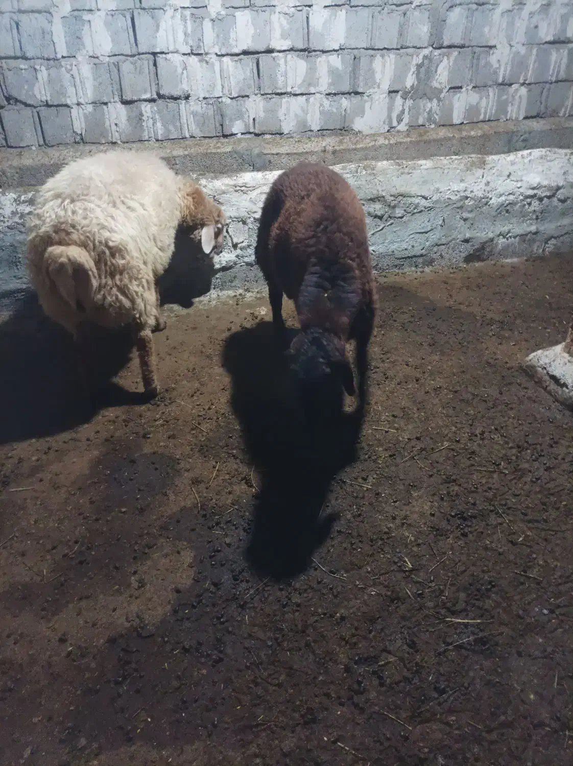 بره نر ساری قولاغ|حیوانات مزرعه|مشگین شهر, |دیوار