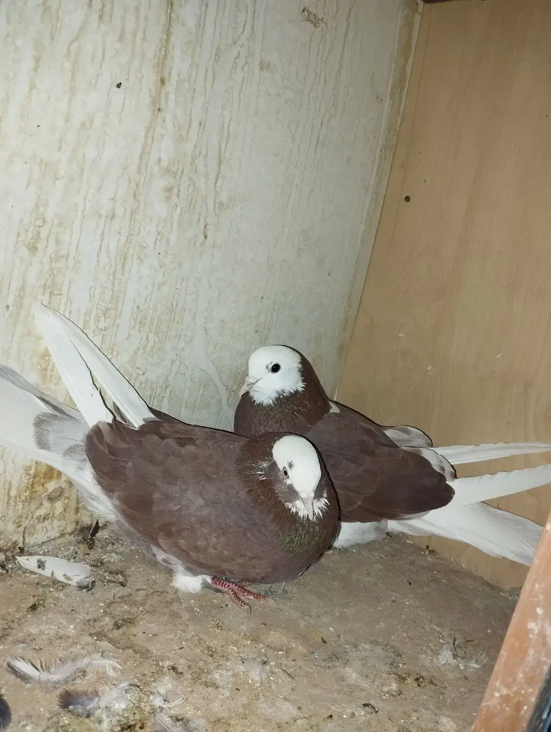 کفتر پرشی پرش سنگین به تظمین|پرنده|آبدانان, |دیوار