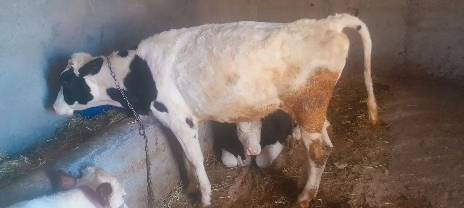 ماده هلشتاین اصل صنعتی|حیوانات مزرعه|بستان آباد, |دیوار