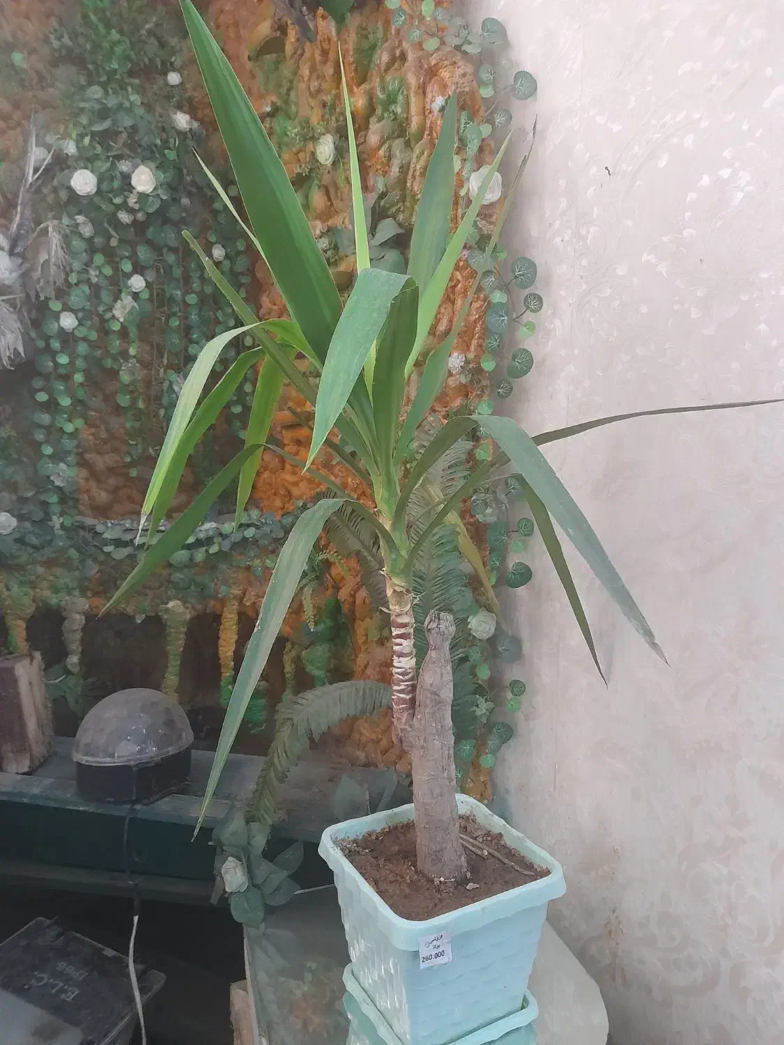 گل طبیعی یوکا|گل و گیاه طبیعی|قم, امامزاده ابراهیم|دیوار