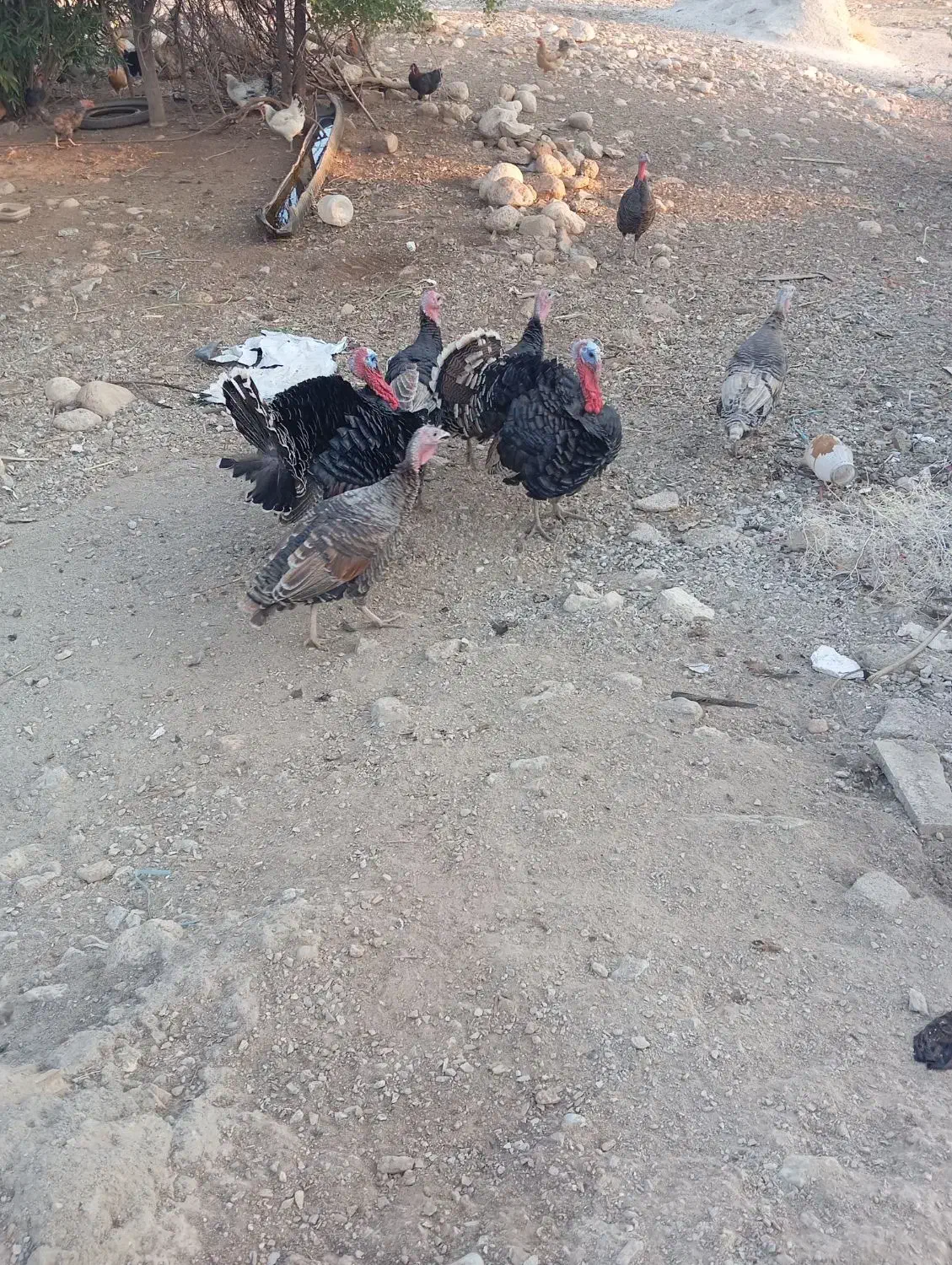 بوقلمو|حیوانات مزرعه|دزفول, |دیوار