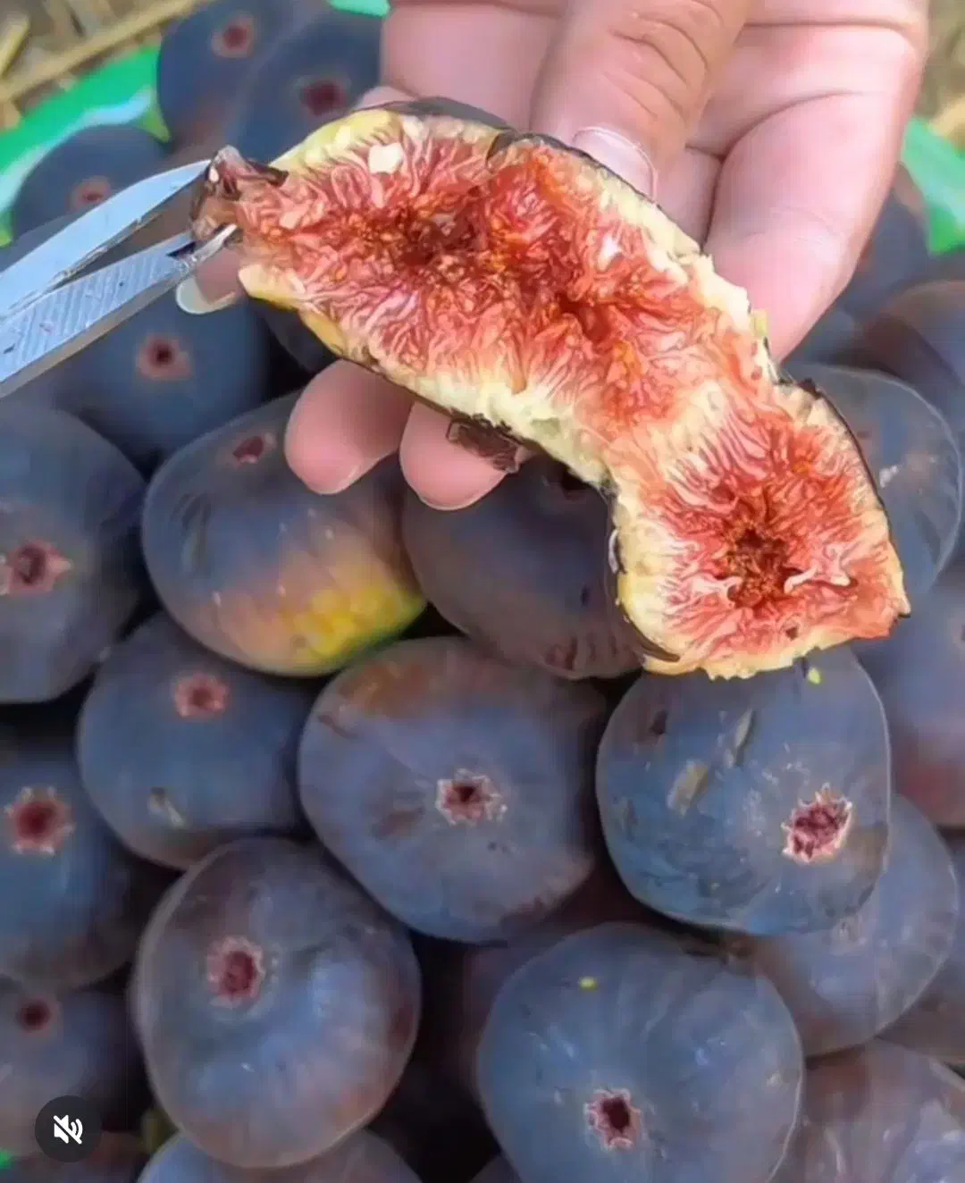 نهال پر کیفیت و اصلاح شده|خدمات باغبانی و درختکاری|محمدشهر, محمدشهر|دیوار