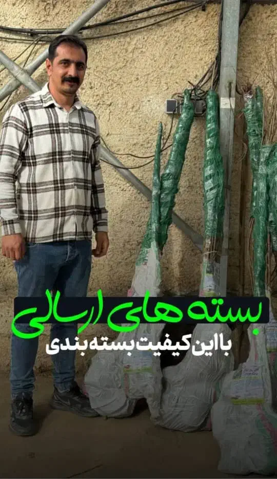 نهال آلو اختری با کیفیت تضمین شده|خدمات باغبانی و درختکاری|سلماس, |دیوار