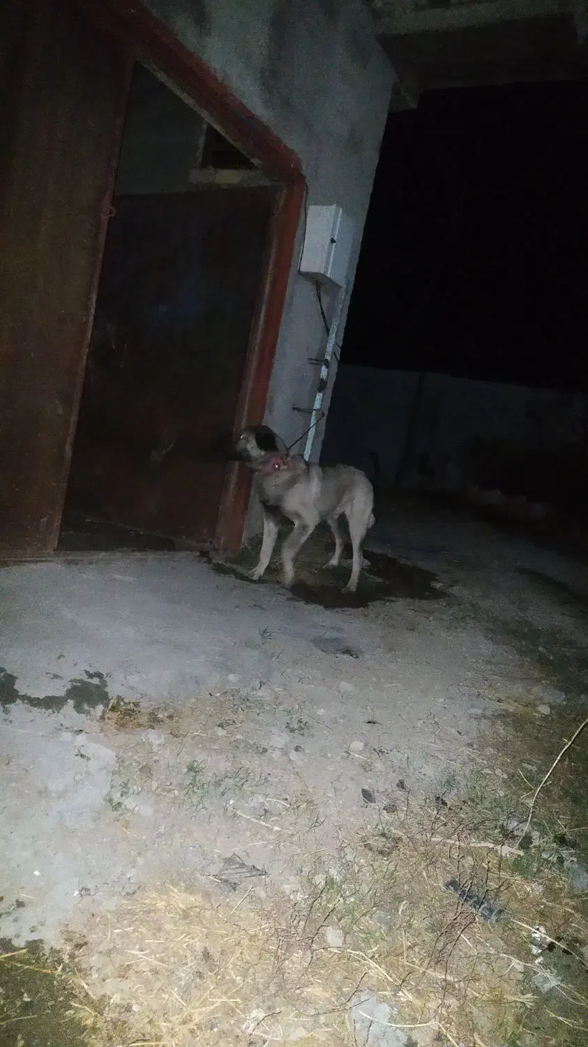 سگ سرابی|سگ|خلخال, |دیوار