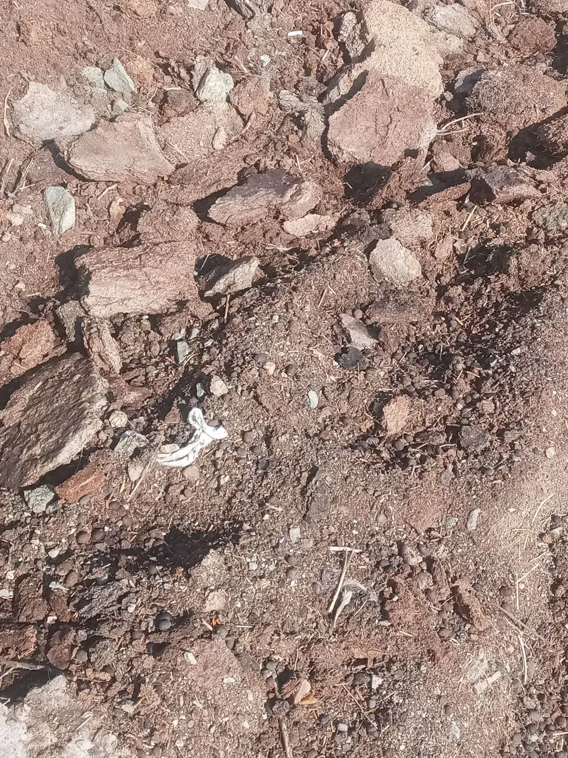 گوسفند|حیوانات مزرعه|انزل, |دیوار