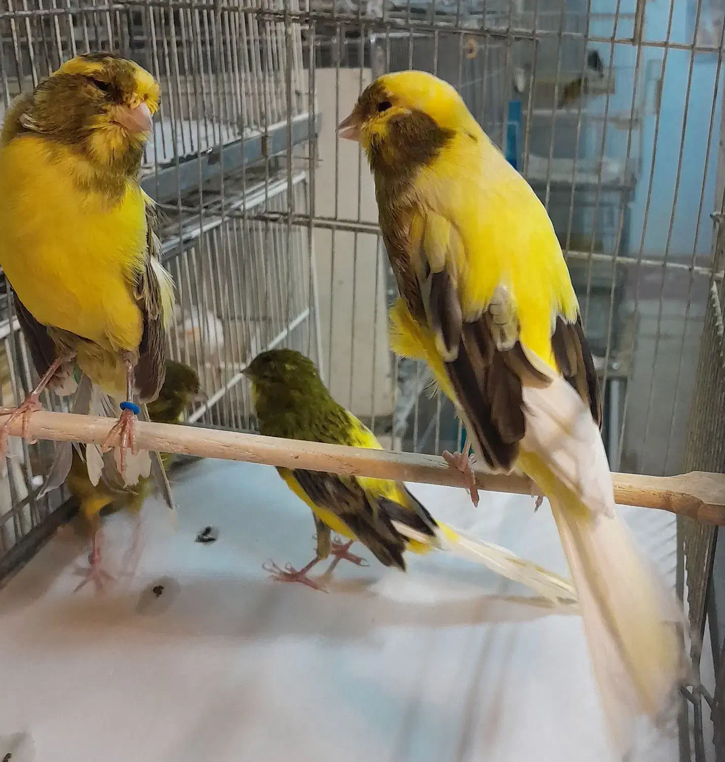 قناری رسمی.سوپر.پرستار|پرنده|تهران, امین حضور|دیوار