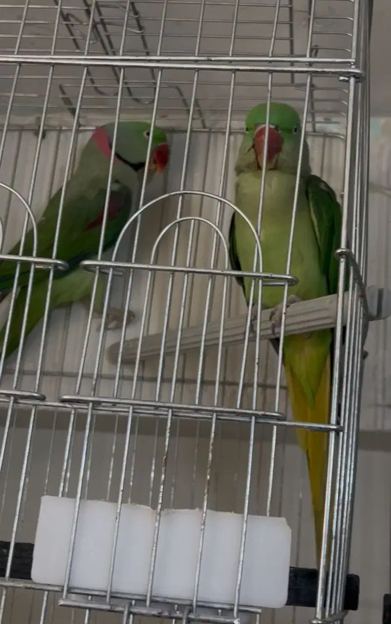 گرینچیک سرلاکی ملنگو رنگی شاه طوطی خورشیدی راهب|پرنده|شیراز, شهرک گلها|دیوار