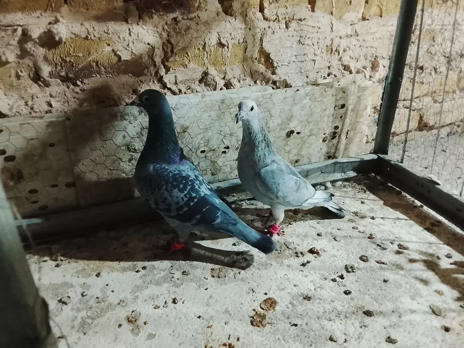 نرماده المانی|پرنده|رشتخوار, |دیوار