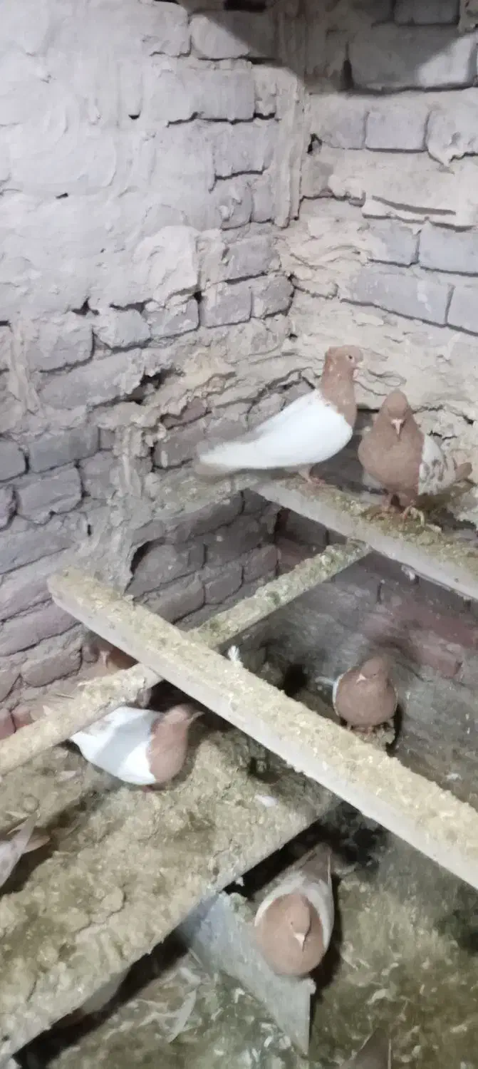 کبوتر|پرنده|تبریز, |دیوار