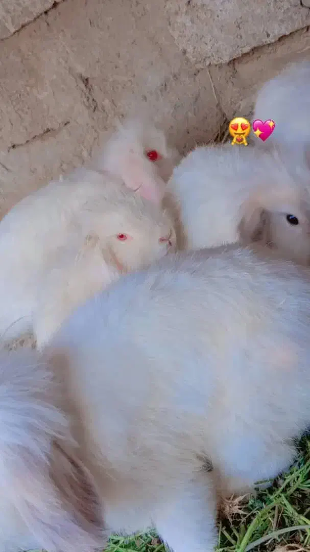 خرگوش لوپ|موش و خرگوش|زابل, |دیوار