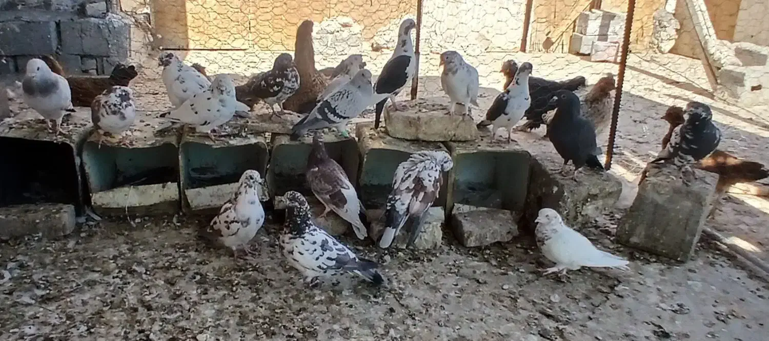 کبوتر|پرنده|زاهدان, |دیوار