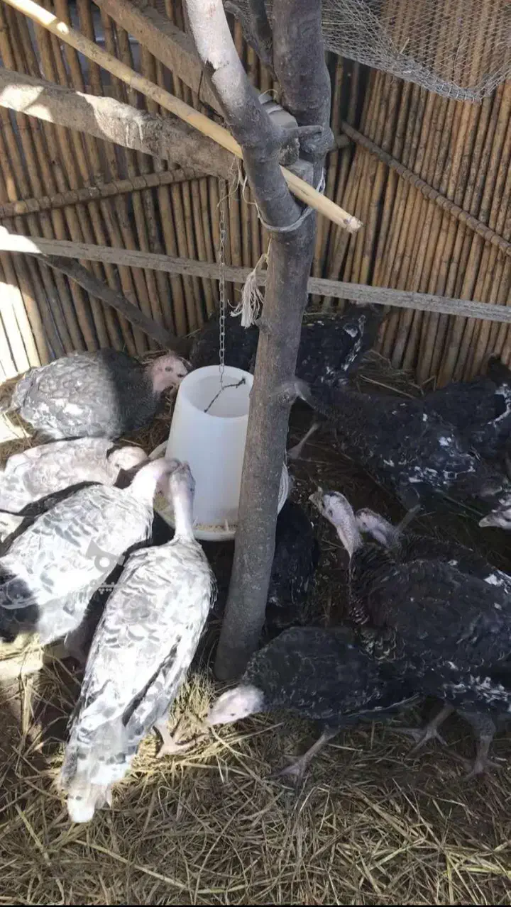 بوقلمون برنز|حیوانات مزرعه|ساری, |دیوار