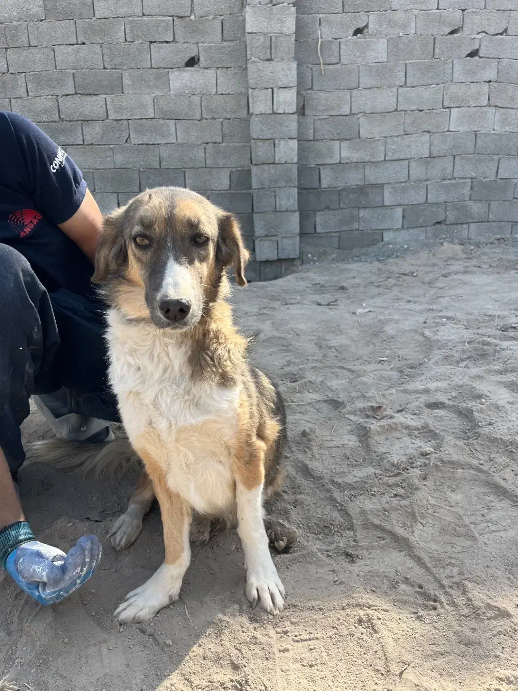 سگ نژاد دار اصیل پاکوتاه|سگ|تهران, دکتر هوشیار|دیوار