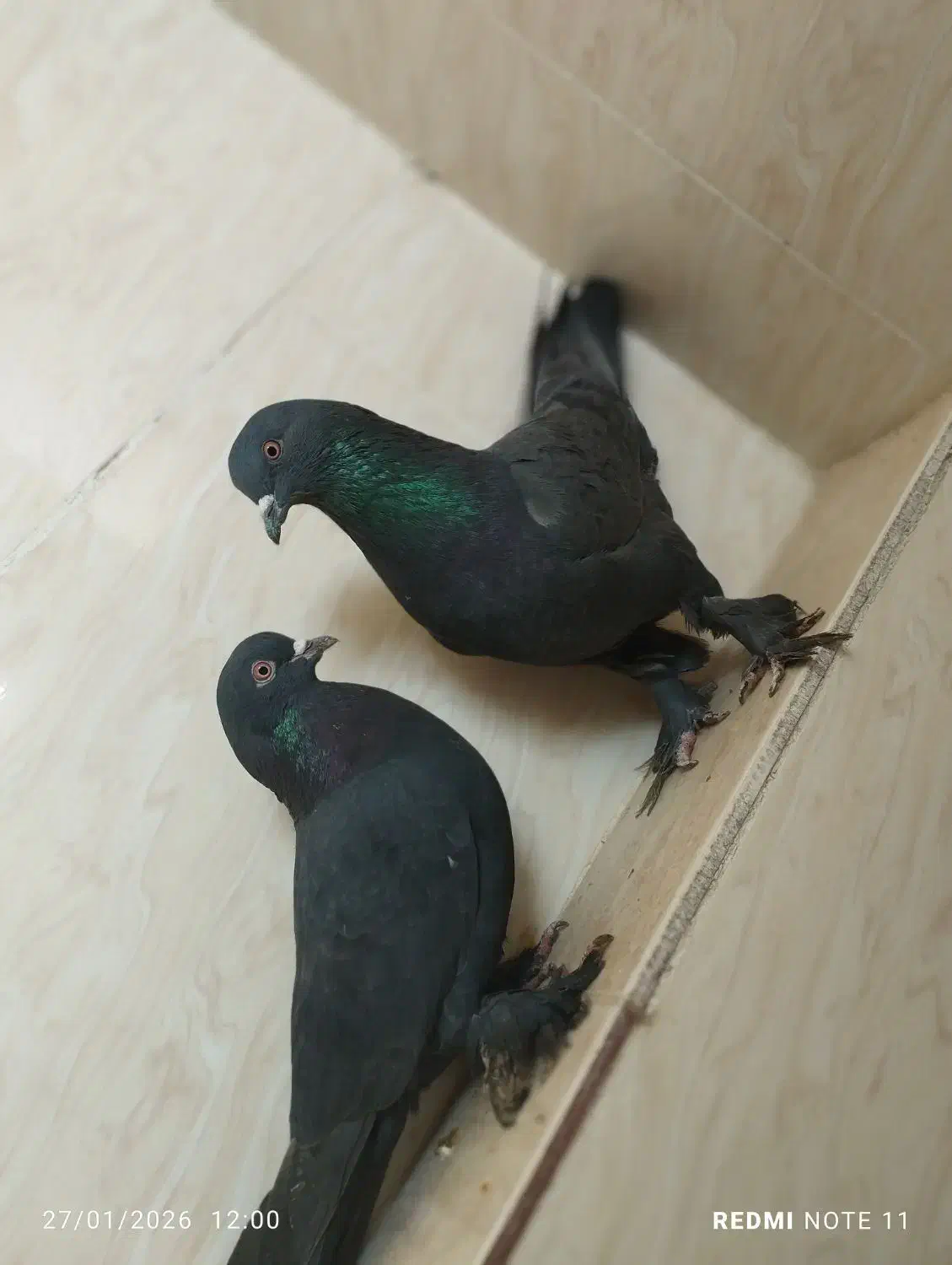 کبوتر لوتی|پرنده|خسروشاه, |دیوار