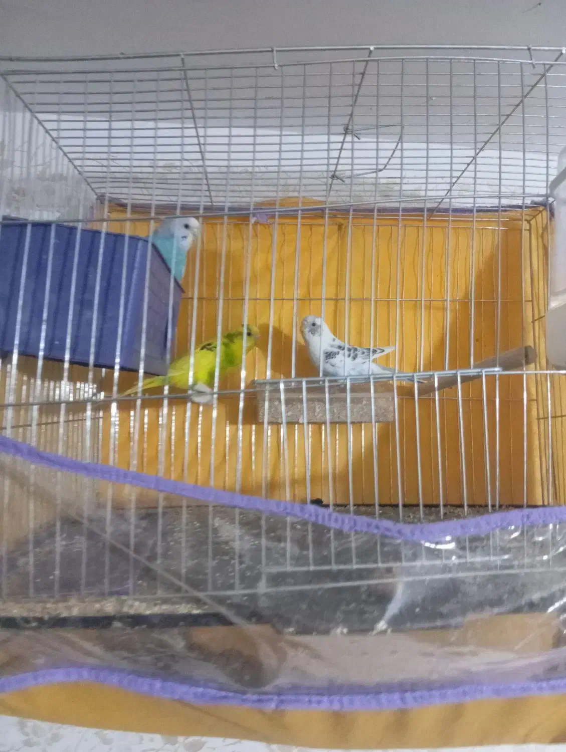 مرغ عشق|پرنده|بم, |دیوار