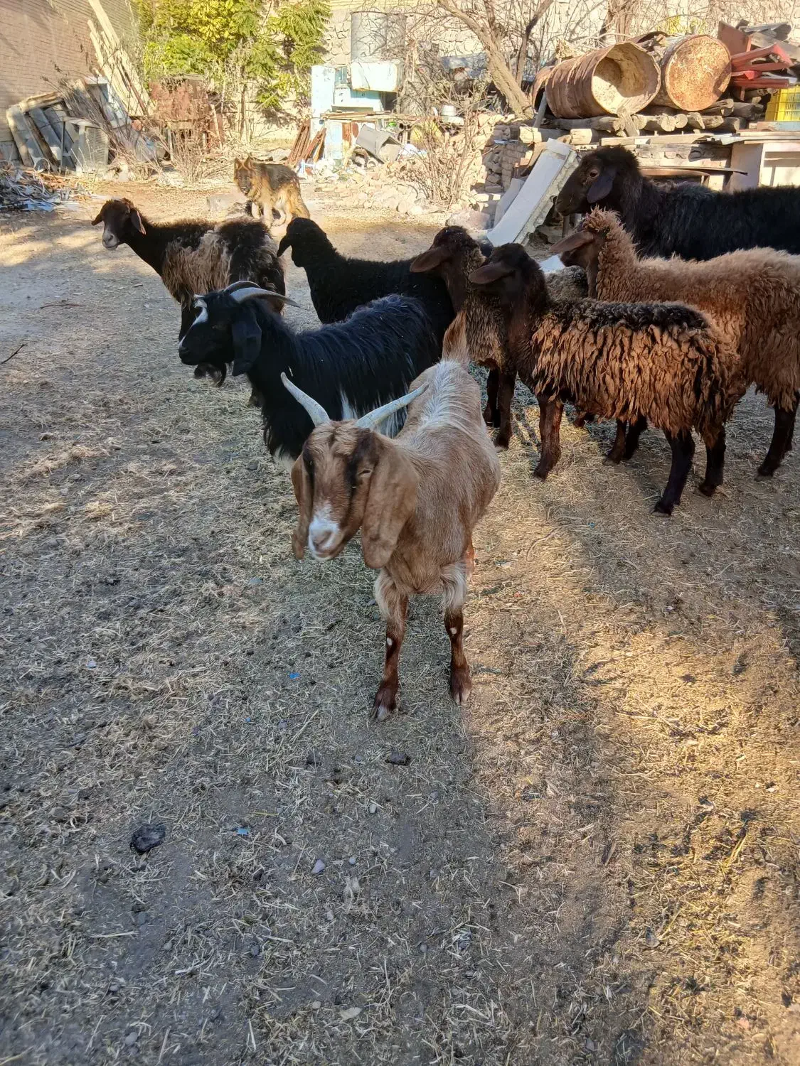 دوعددماده آبستن ویک عددنریک ساله|حیوانات مزرعه|تبریز, |دیوار