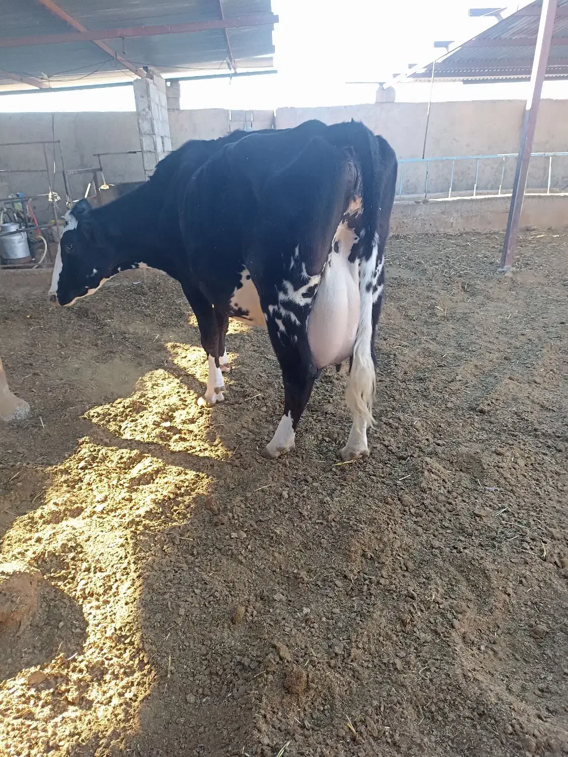 گاو شیری|حیوانات مزرعه|سده (خراسان جنوبی), |دیوار