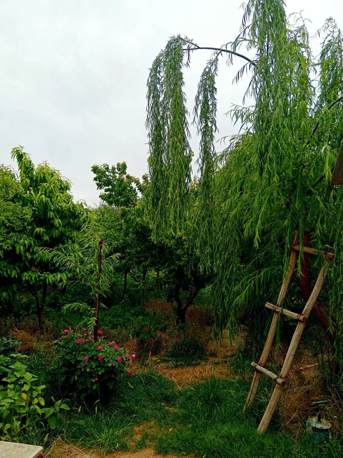 باغ ویلا 1000 متری سرسبز قلعه سفید گلدشت نجفآباد|فروش خانه و ویلا|اصفهان, شاه پسند|دیوار