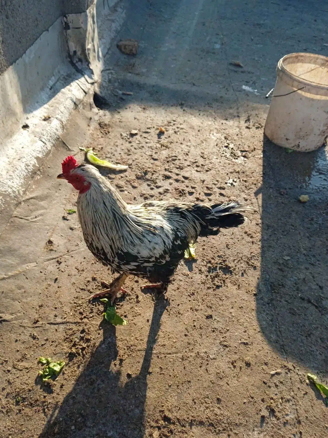 خروس لاری|حیوانات مزرعه|مشهد, ابوذر|دیوار