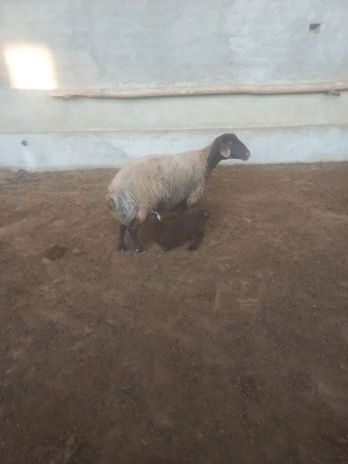 میش وبره ۲۶ میلیون|حیوانات مزرعه|کوهدشت, |دیوار