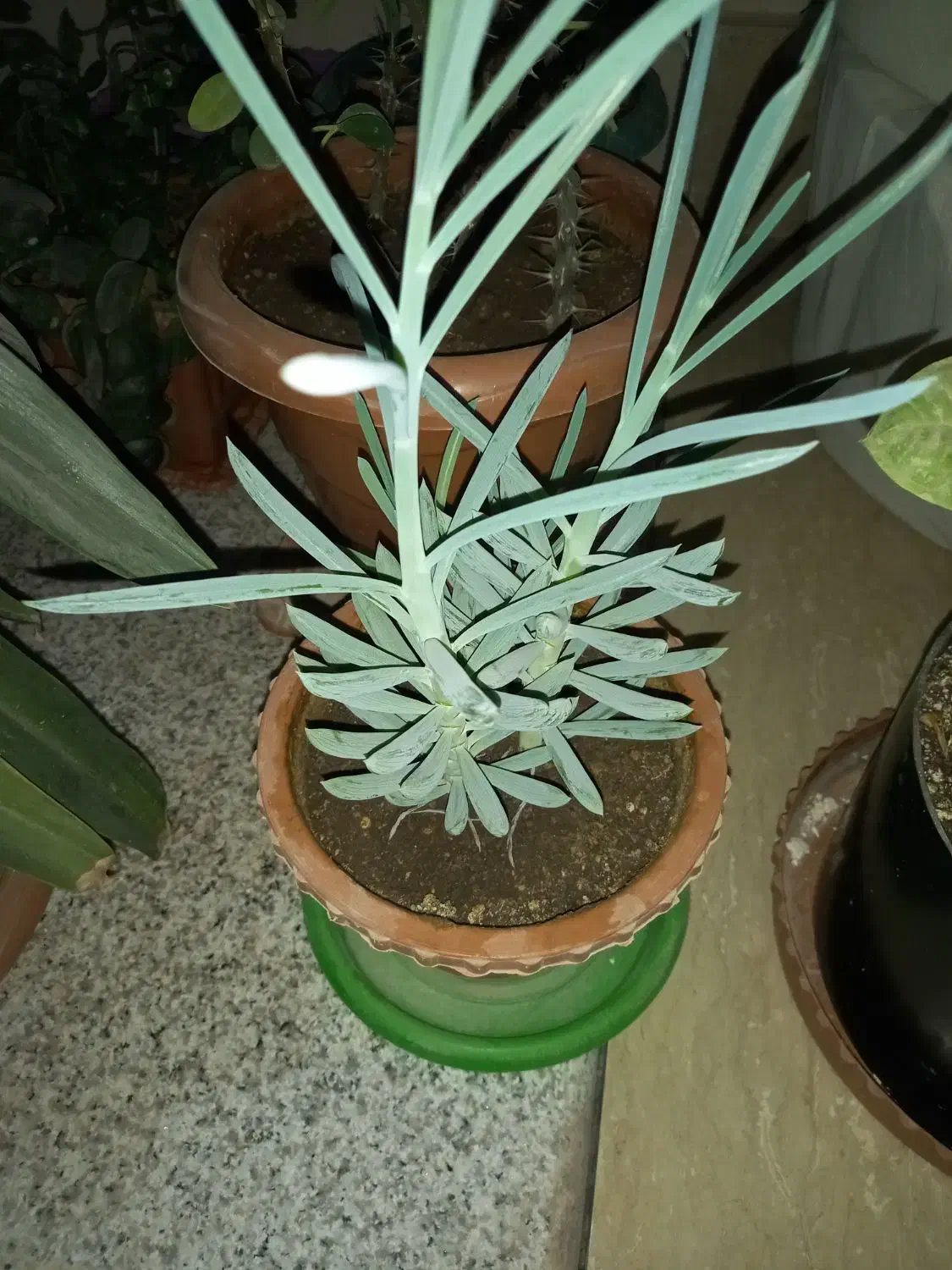 گل زیبا و سالم|گل و گیاه طبیعی|اردبیل, |دیوار