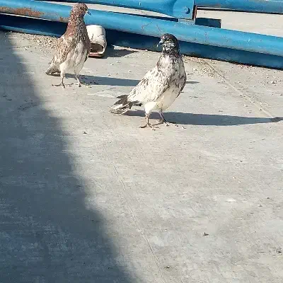 دوعدد|پرنده|اردبیل, |دیوار