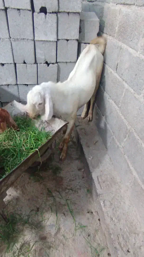 کهره نری|حیوانات مزرعه|میناب, |دیوار