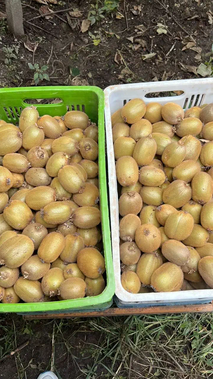 جذب سرمایه گذار|خدمات مالی، حسابداری، بیمه|حویق, |دیوار