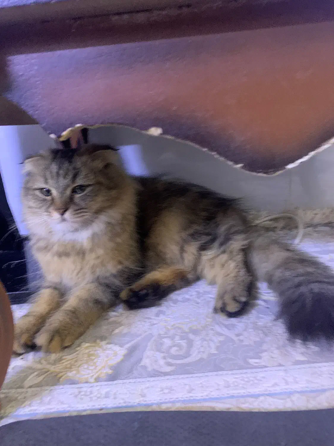 گربه اسکارتیش|گربه|قم, دانش|دیوار