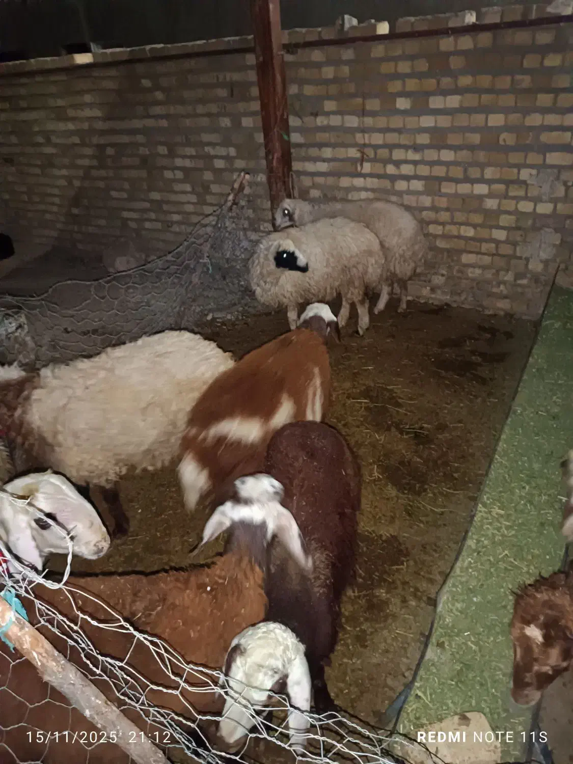 بره چاق کشتاری|حیوانات مزرعه|بروجرد, |دیوار