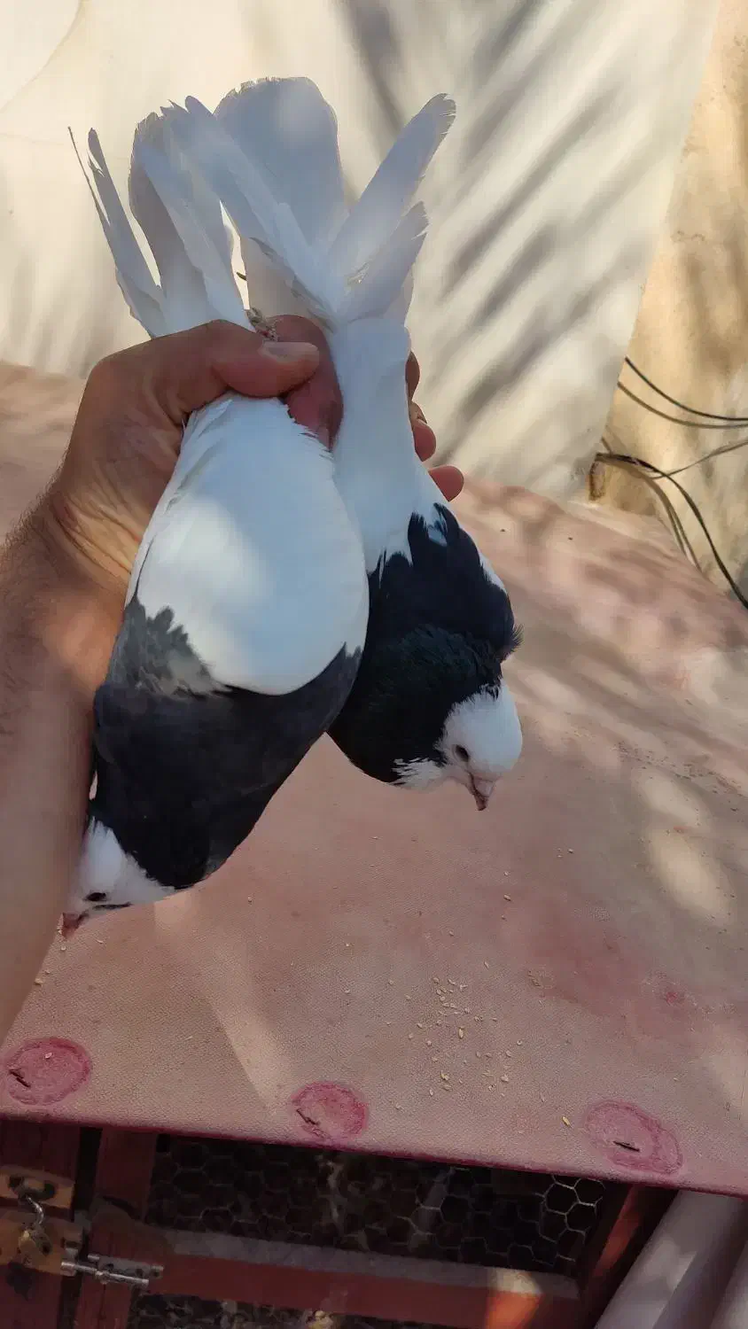 دو سه جفت پرنده درجه یک|پرنده|کازرون, |دیوار