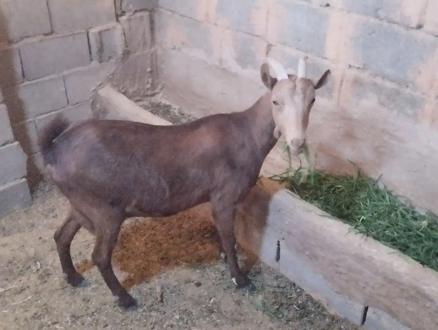 یکساله سانن اصل|حیوانات مزرعه|تربت جام, جامرود|دیوار