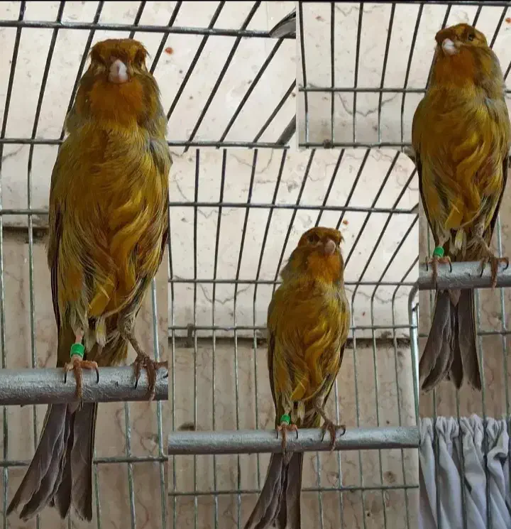 قناری رد فاکتور فسشیون اورجینال|پرنده|جلفا, |دیوار