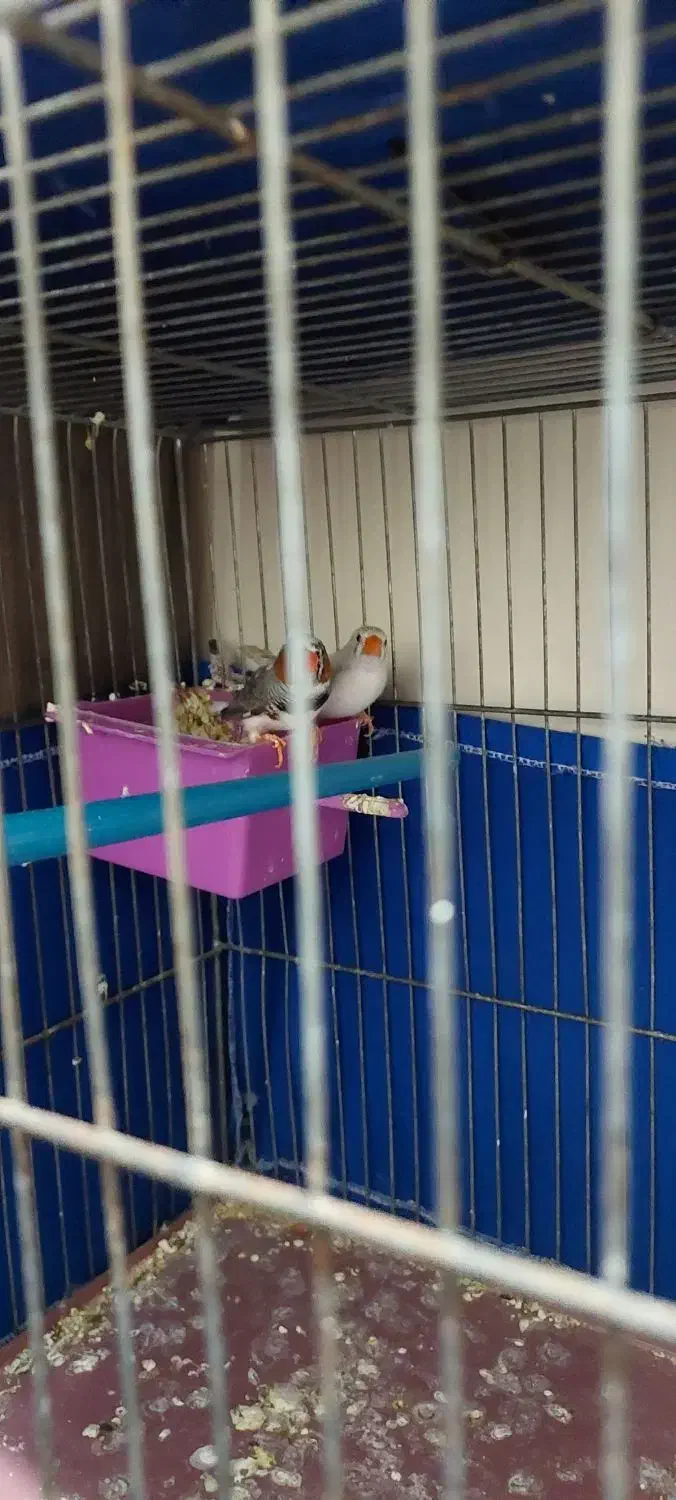 فنچ|پرنده|ری, شهید غیوری (ابن باویه)|دیوار