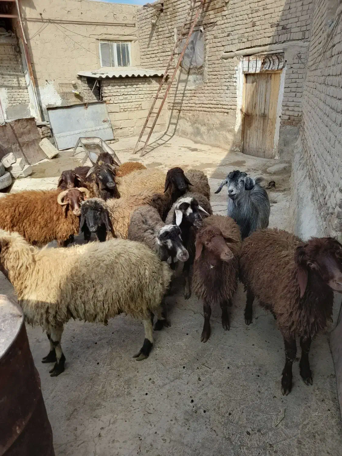 بره نر|حیوانات مزرعه|محمدیار, |دیوار